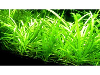 Sagittaria subulata