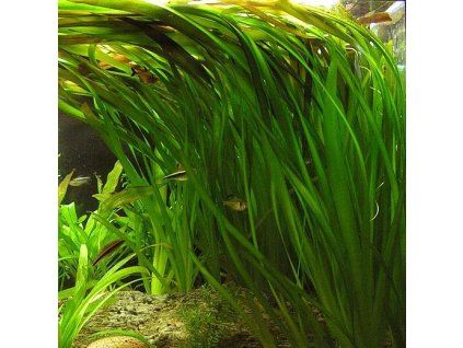 Vallisneria australis