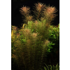Rotala sp. Vietnam