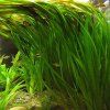 Vallisneria australis