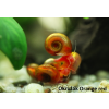 okruzak orange red