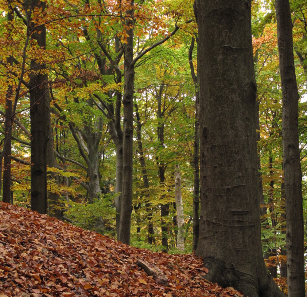 Podzimní výlety s dětmi do 30 minut od Hradce Králové