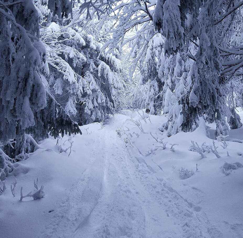 Běžky v Orlických horách: top okruhy, nástupy a parkování (tipy z Hradce)
