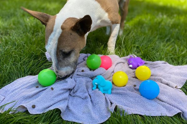 5 her pro letní osvěžení psa vodním čmucháním