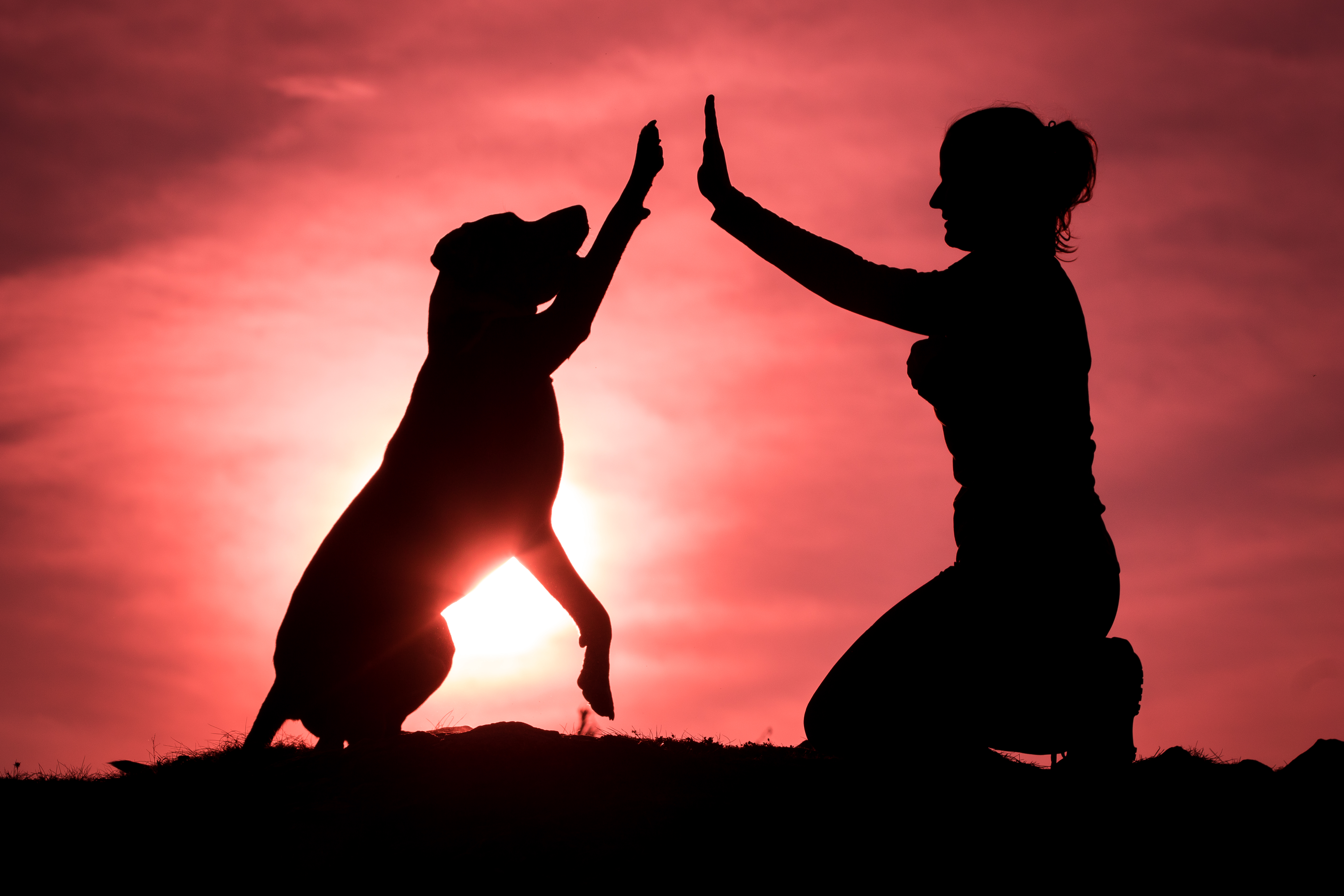 Co je psí enrichment?