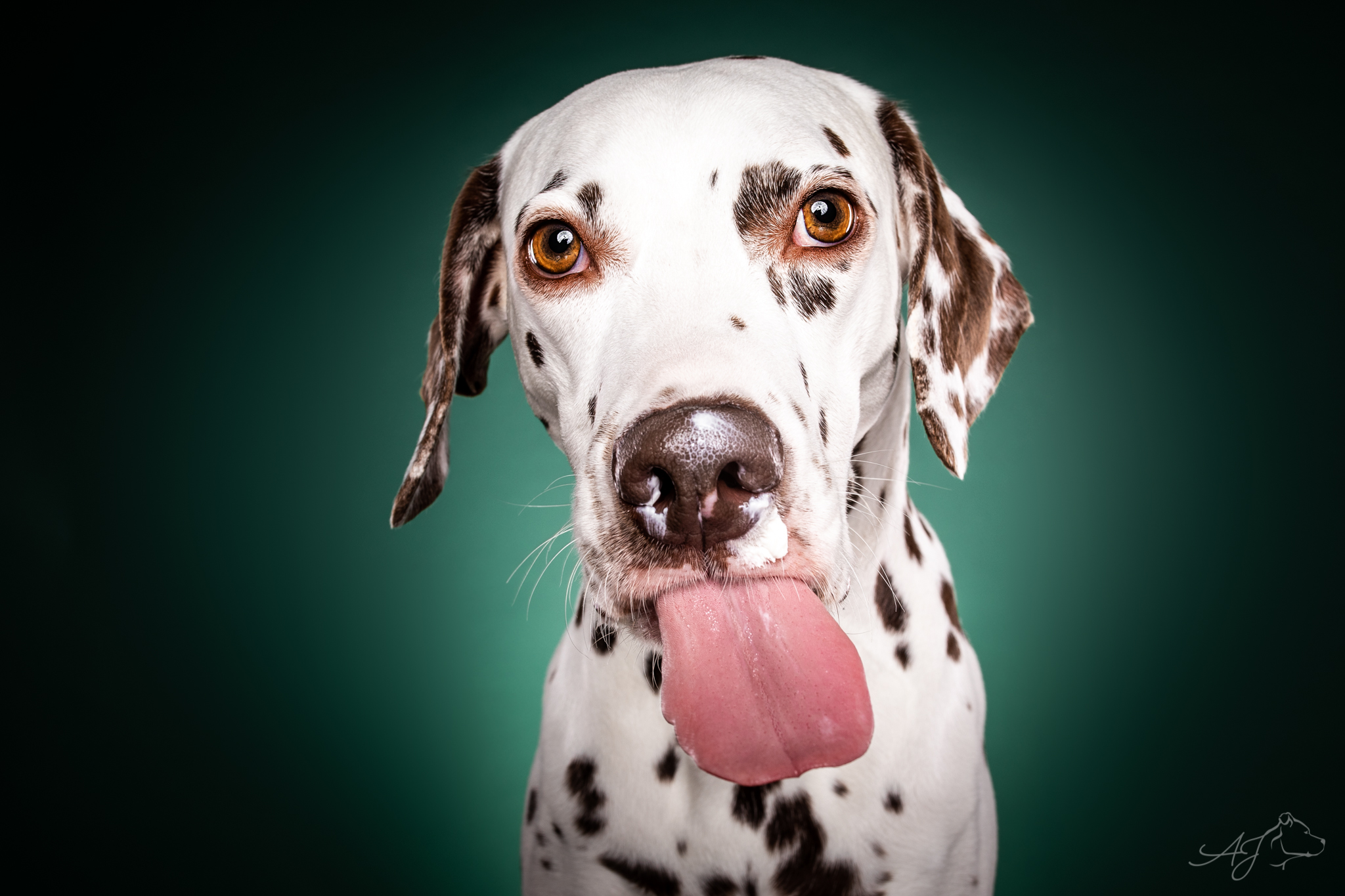 Lízání psa jako relax i známka nemoci – znáte svého psa?