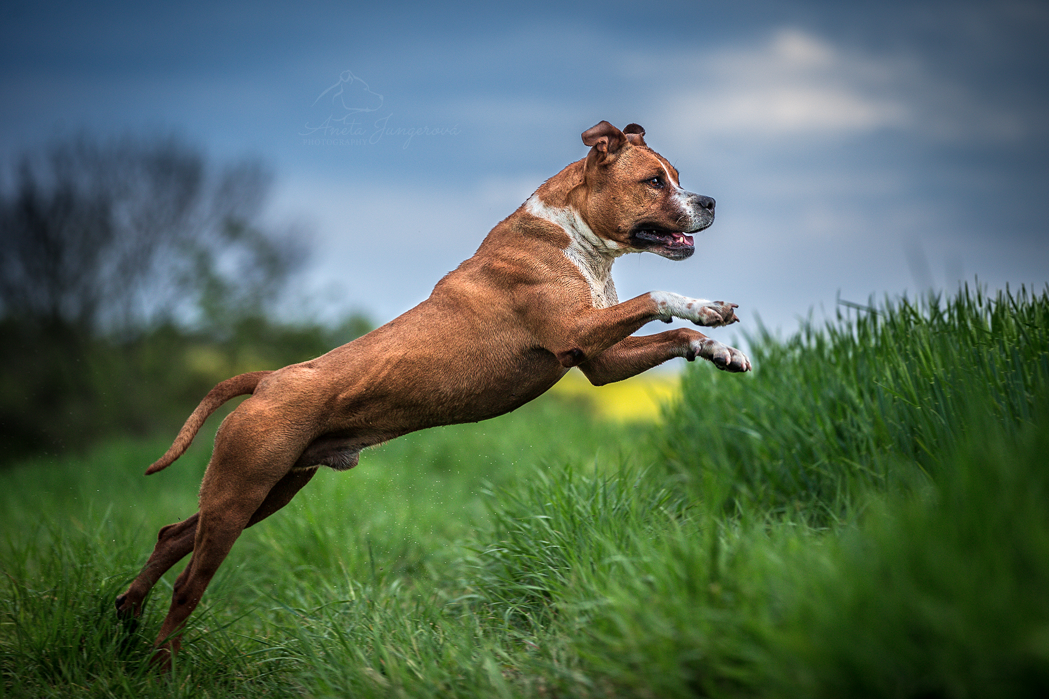 Amstaff ve skoku