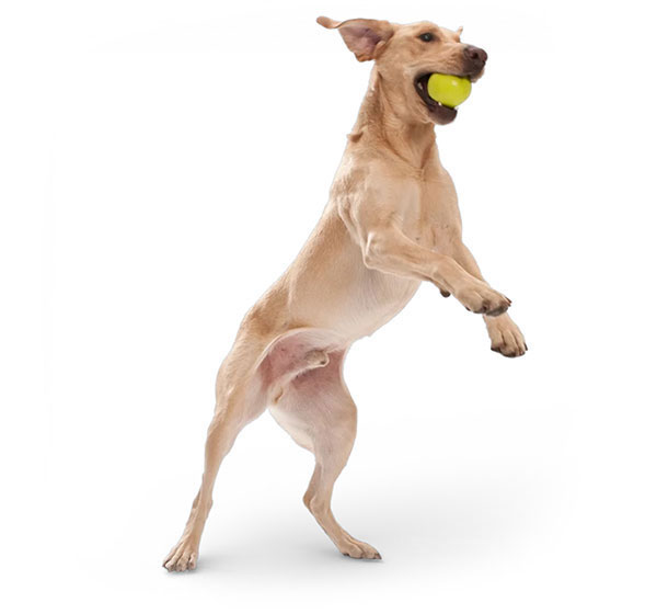 Ořezaný-druhý-pes_1