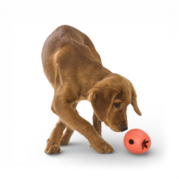 Pes si hraje s Rumbl