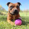 Kačenka Boundr west paw