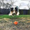 crazy bounce