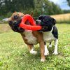 Ruff dawg Ring psi