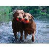 Ruff Dawg Buster dog2