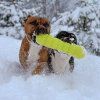 Ruff dawg buster staffbull winter