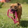 RuffDawg super tug staffbull