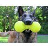 Ruff dawg Big Dawg dog2