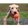 Ruff Dawg Cube dog1