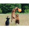 Ruff dawg K9 Flyer dog3