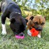 Ruff dawg nut dogs staffbull