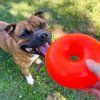 Ruff dawg nut pes staffbull