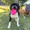 Ruff dawg nut pes staffbull Drago