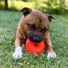 Ruff dawg nut staffbull pes skubanek