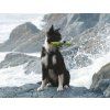 Ruff dawg Stick Twig dog1
