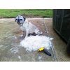 3150 2 profesionalni hrablo na srst dog brush