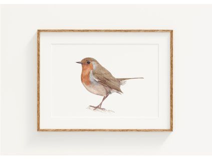 ARTprint červienka obyčajná