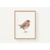 ARTprint červienka obyčajná Erithacus rubecula