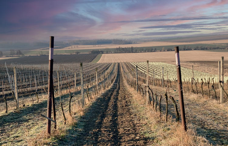 Mezinárodní den Ryzlinku