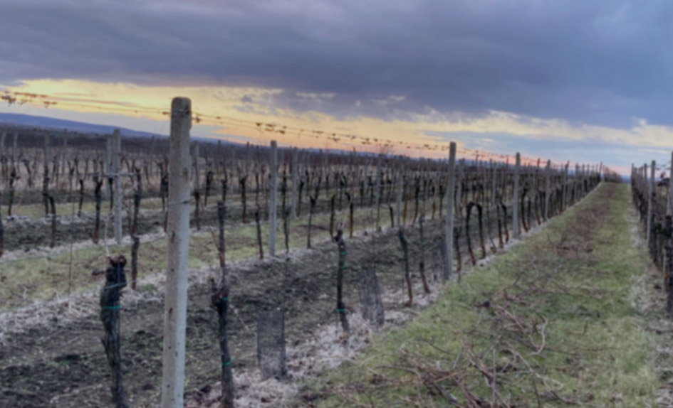 Noční otevřené sklepy