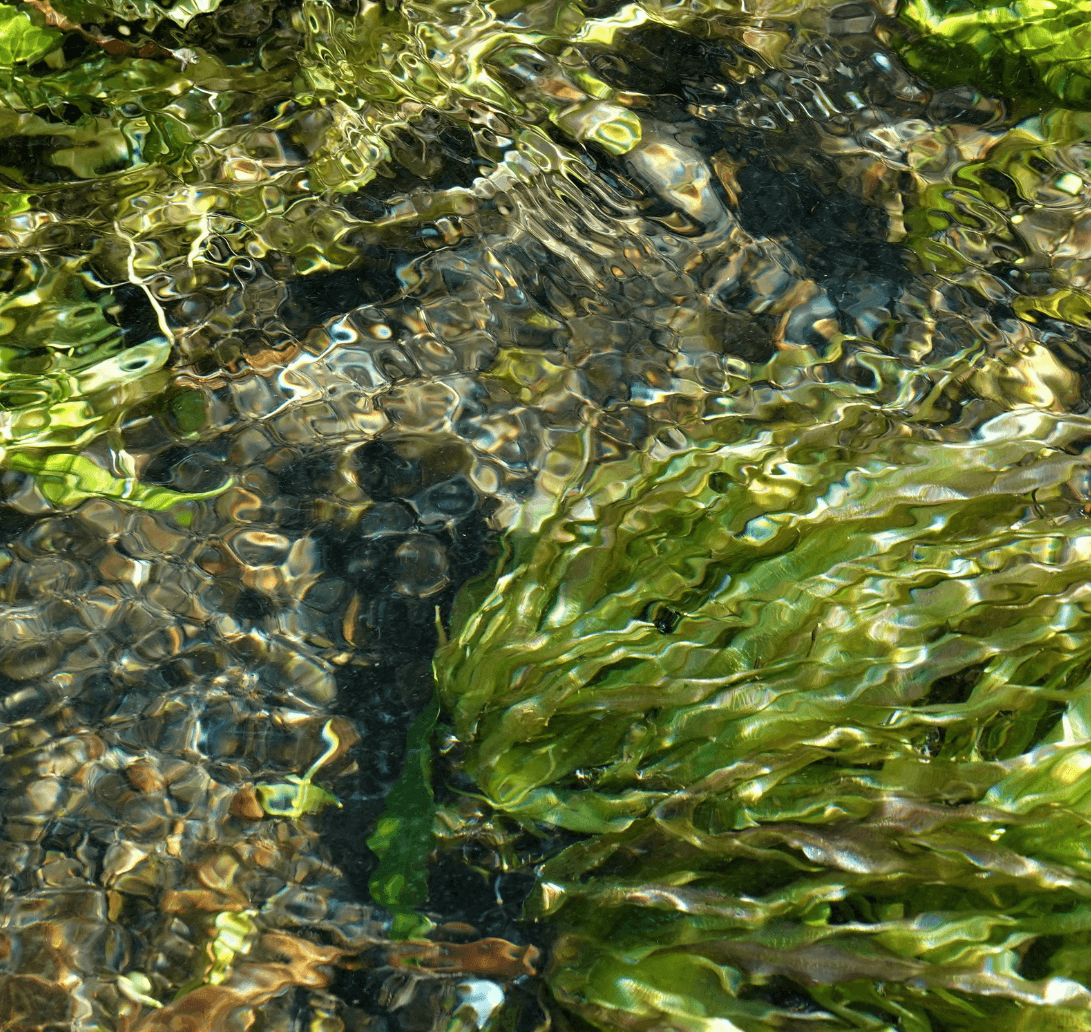 SeaCell®: udržitelná krása z hlubin oceánu