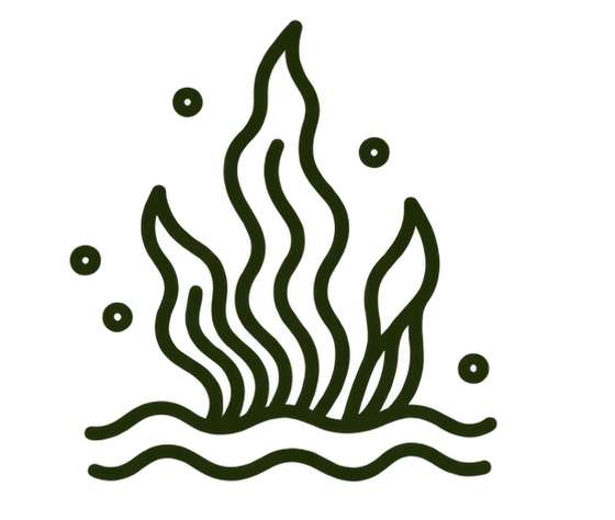 SeaCell
