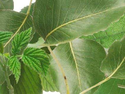 Kompaktní deska pro interiér Fundermax P947 Greenery, černé jádro