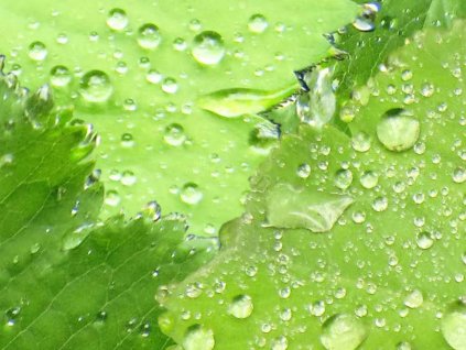 Kompaktní deska pro interiér Fundermax P956 Wet Leaves, černé jádro