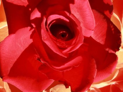 Kompaktní deska pro interiér Fundermax P963 Roses, černé jádro