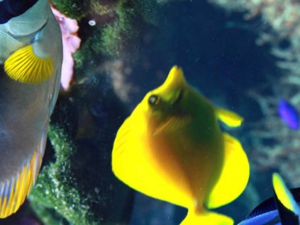 Kompaktní deska pro interiér Fundermax P978 Swim Crosswise, černé jádro