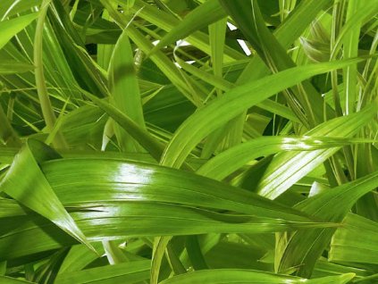 Kompaktní deska pro exteriér Fundermax P772 Nature Lenghtwise, hnědé jádro