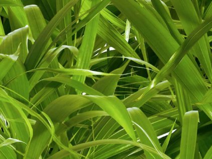 Kompaktní deska pro exteriér Fundermax P934 Nature Crosswise, hnědé jádro