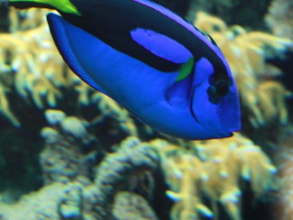 Kompaktní deska pro exteriér Fundermax P968 Swim Lengthwise, hnědé jádro