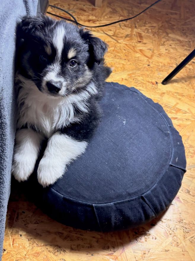 Představuji vám Lokiho, naše nové psí miminko 🐶 Už je u nás pár týdnů a jeho nejoblíbenější místo není gauč ani pelíšek,...