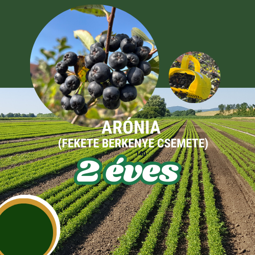 Arónia ( feketeberkenye )