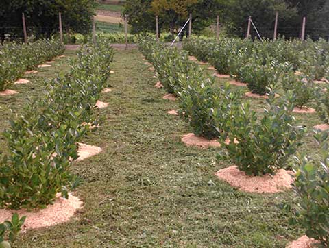 Fekete berkenye vagy arónia ültetése: Lépésről lépésre az egészséges gyümölcsökért és jövedelemtermelésért