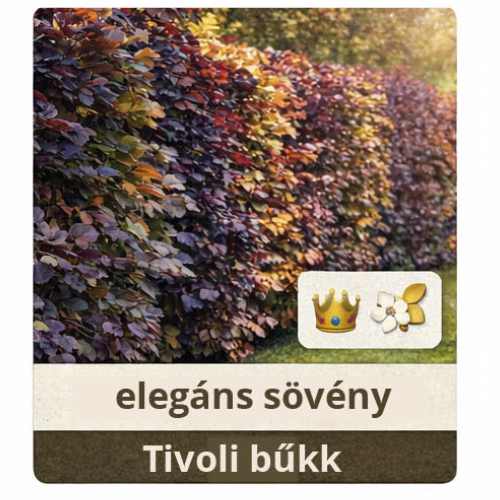 Bükk sövény cikkcsoport