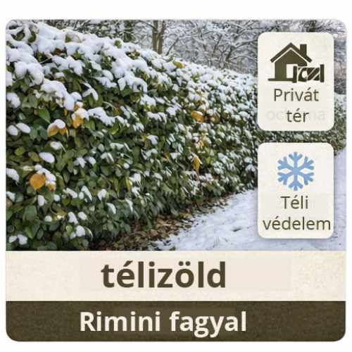 Rimini fagyal cikkcsoport