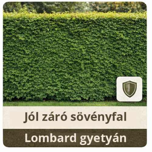 Gyertyán sövény cikkcsoport