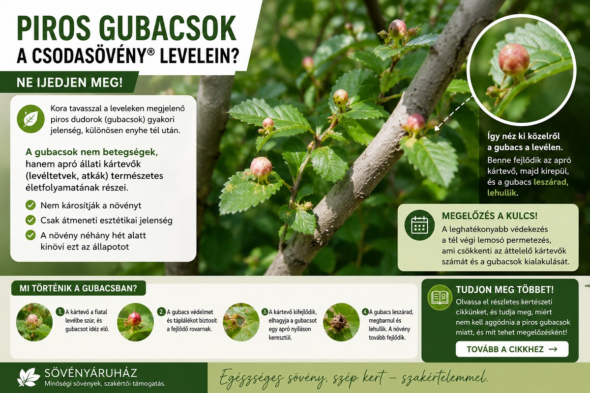 gubacsatka_csodasövény