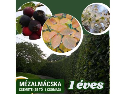 mezalmacska csemete 1 eves