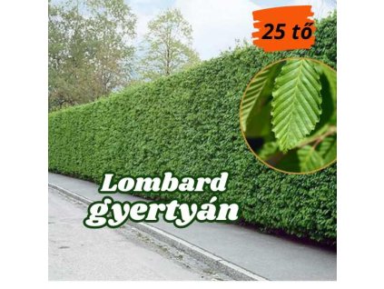 lombard gyertyam